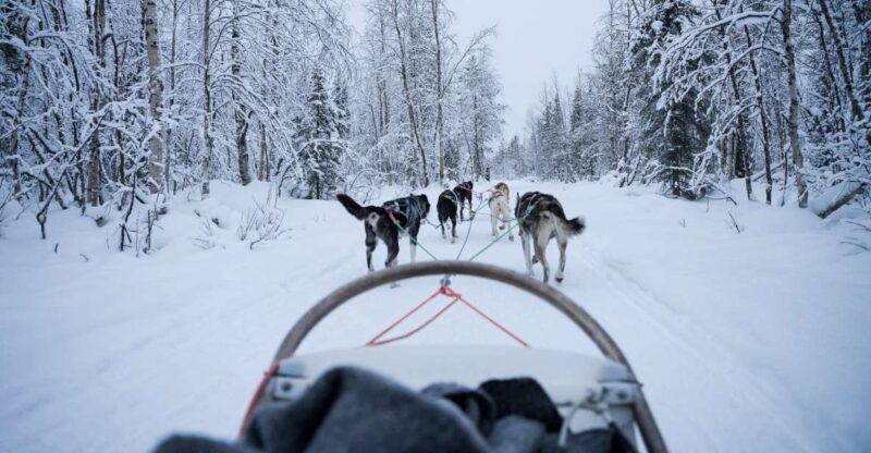Levi Polar Lights Tours: Arctic Circle Guided Husky Tour - Meeting Point and What to Bring