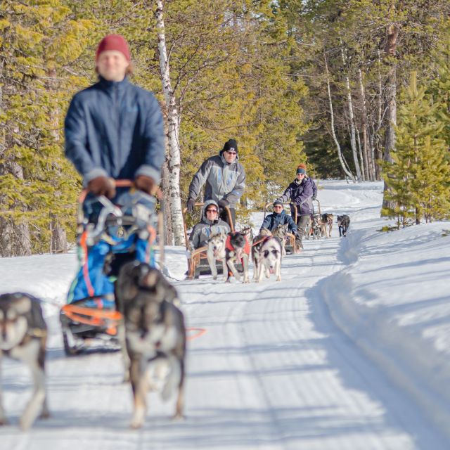 Levi Polar Lights Tours: Reindeer and Husky Safari - Activities and Highlights