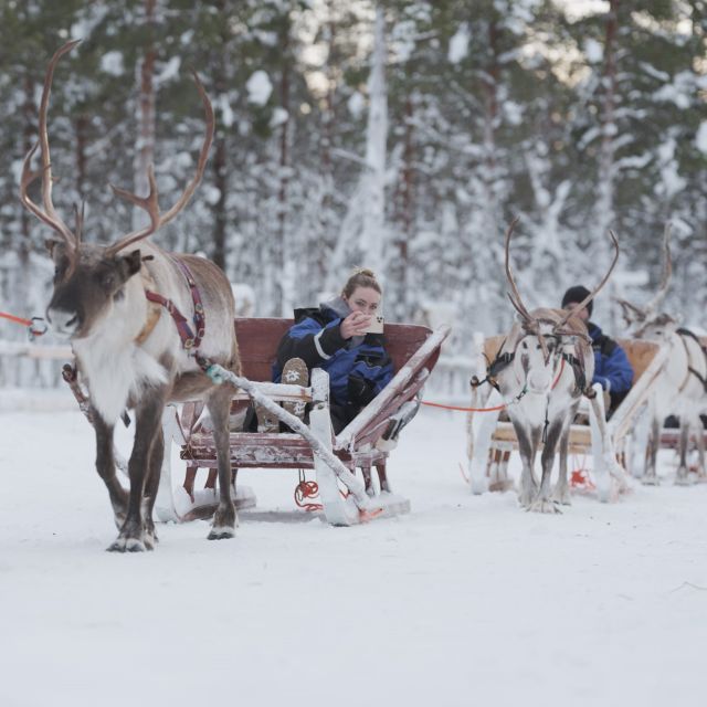 Levi Polar Lights Tours: Reindeer and Husky Safari - Meeting Point and What to Bring