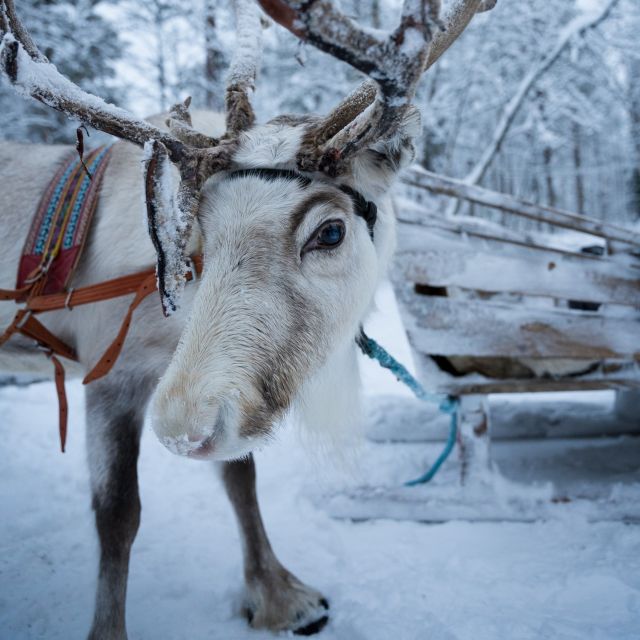 Levi Polar Lights Tours: Reindeer and Husky Safari - Customer Reviews and Ratings