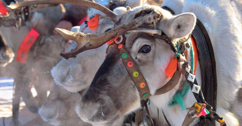 Levi: Reindeer Sleigh Ride Tour in Snowy Forest - Good To Know