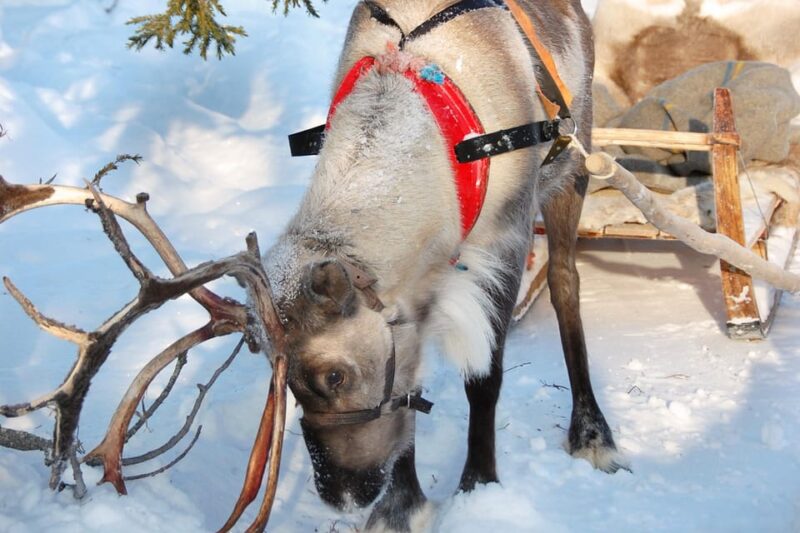 Levi: Reindeer Sleigh Ride Tour in Snowy Forest - Experience Highlights