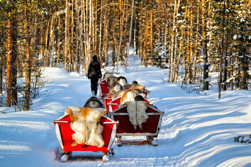 Levi: Reindeer Sleigh Ride Tour in Snowy Forest - Activity Description