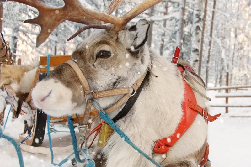 Levi: Reindeer Sleigh Ride Tour in Snowy Forest - Participant Information