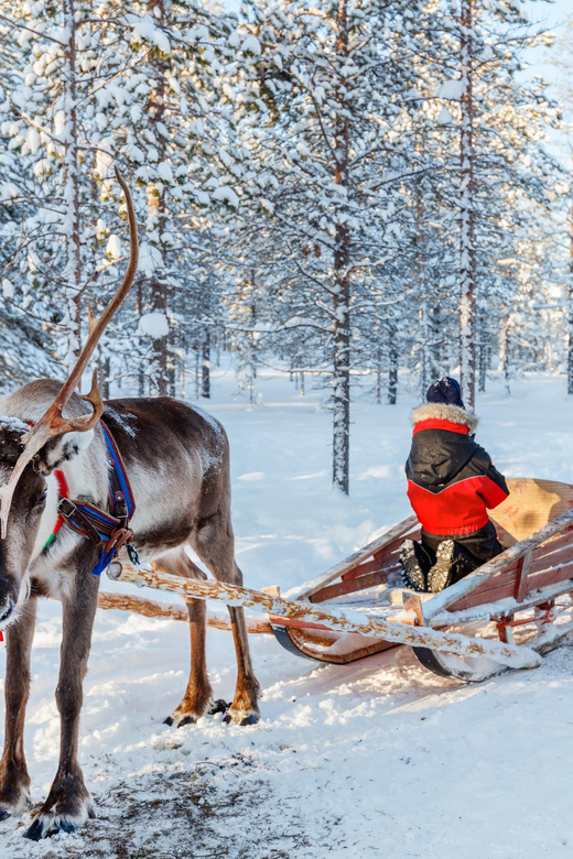 Levi: Reindeer Sleigh Ride Tour in Snowy Forest - Meeting Point and Logistics