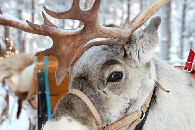 Levi: Reindeer Sleigh Ride Tour in Snowy Forest - Booking and Cancellation