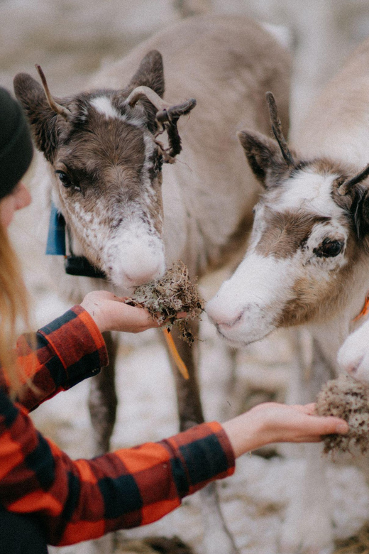 Levi: Snowshoeing and Reindeer Farm Visit - Small Group Size Limit