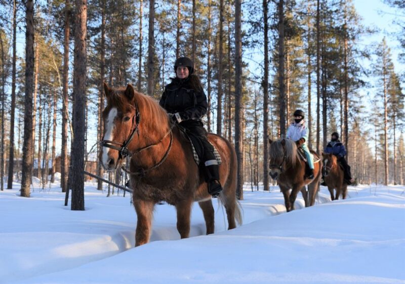 Levi: Snowy Forest Ride and Polar Lights Tours - Tour Overview and Pricing