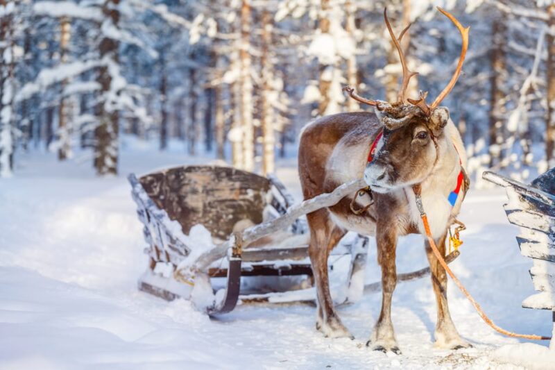 Levi: Traditional Reindeer Farm Visit & Sled Ride - Good To Know
