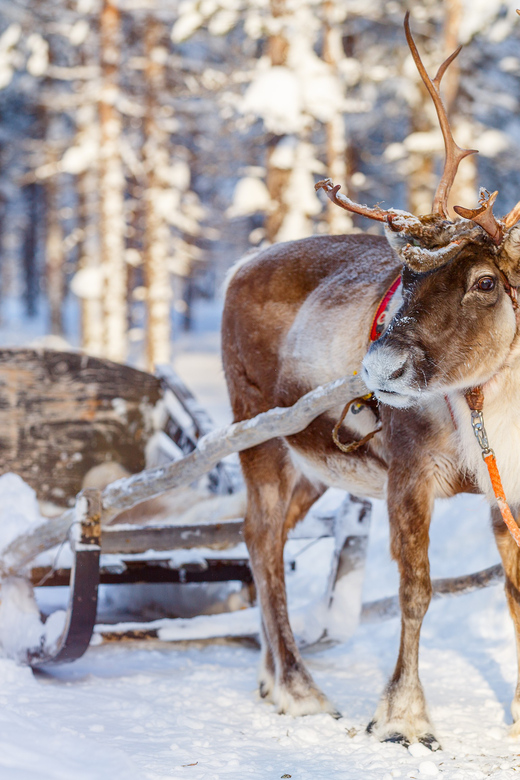 Levi: Traditional Reindeer Farm Visit & Sled Ride - Pickup and Transportation