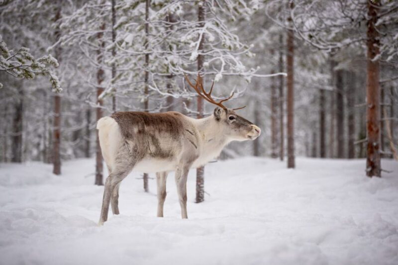 Levi: Traditional Reindeer Husbandry Experience - Tour Overview and Pricing