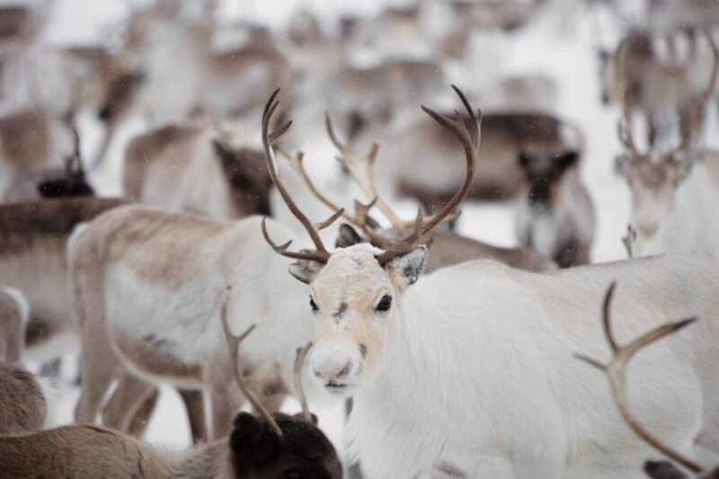 Levi: Traditional Reindeer Husbandry Experience - Pickup and Meeting Details