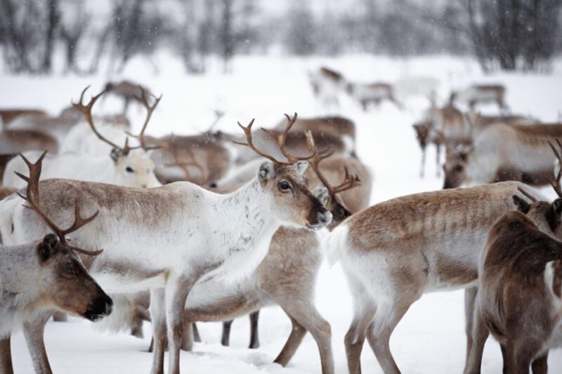 Levi: Traditional Reindeer Husbandry Experience - Participant Information