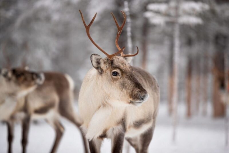 Levi: Traditional Reindeer Husbandry Experience - What to Expect on the Tour