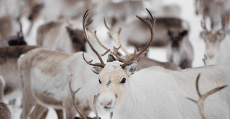 Levi: Traditional Reindeer Husbandry Experience - Frequently Asked Questions