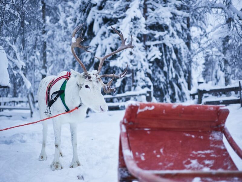Levi: Winter Highlights Family Day - Schedule and Pickup Information