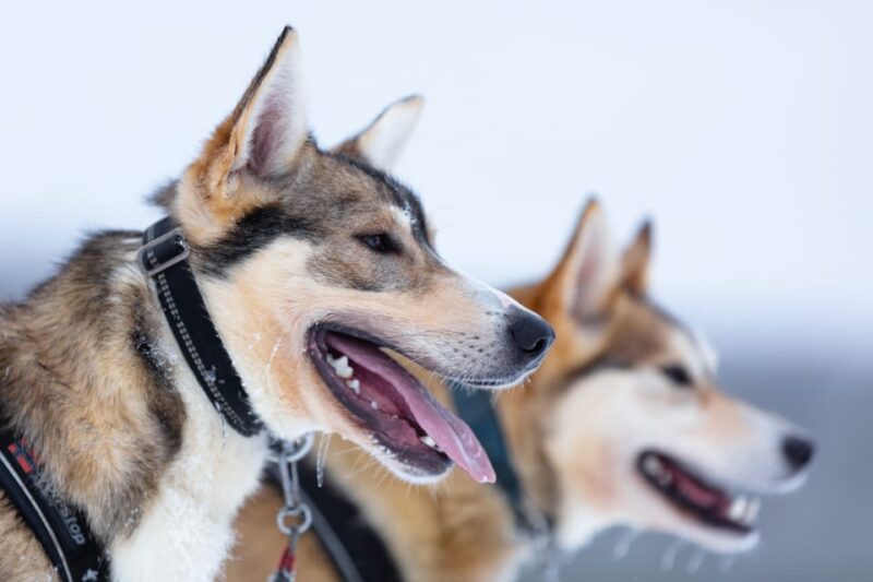 Levi: Winter Highlights Family Day - Family-Friendly Day in the Snow