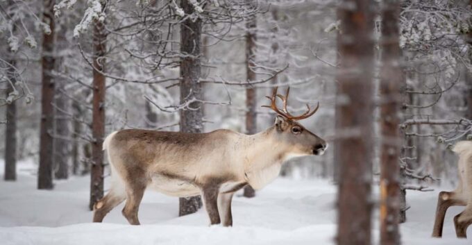 Levi: Winter Highlights Family Day - Frequently Asked Questions