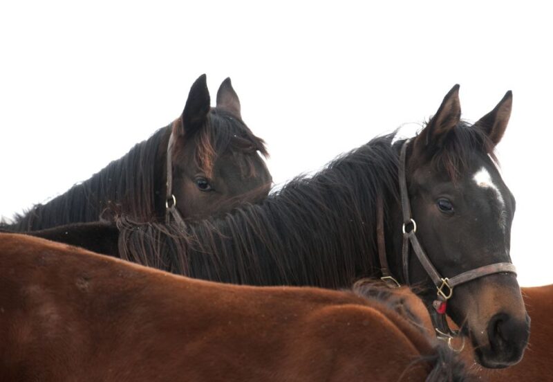 Lexington: Thoroughbred Horse Farm Tour and Keeneland Visit - Transportation and Meeting Point