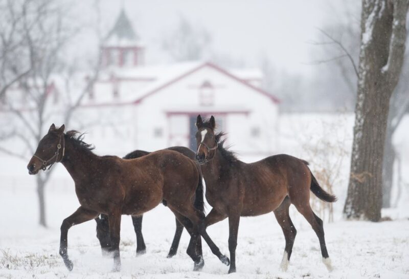 Lexington: Thoroughbred Horse Farm Tour and Keeneland Visit - Important Information