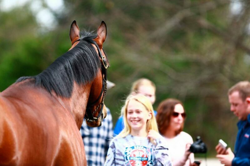 Lexington: Thoroughbred Horse Farm Tour and Scenic Bluegrass - The Downsides: What to Keep in Mind