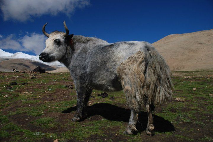 Lhasa-Mt. Everest North Base Camp 10-Day Jeep Tour - Booking and Cancellation