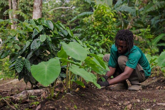 Liamuiga Natural Farm Tour - Health and Safety Information