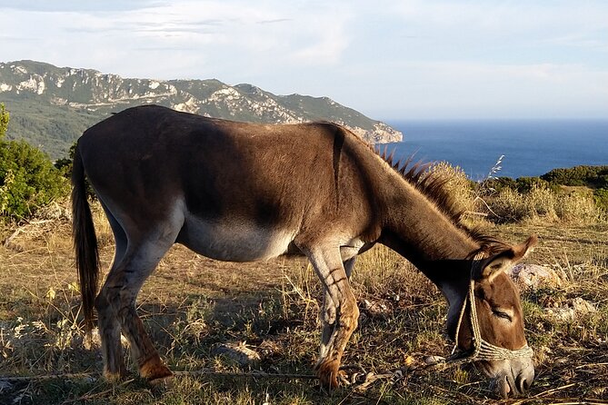 Liapades Private Guided Beaches and Olive Grove Hike  - Corfu - Positive Customer Reviews