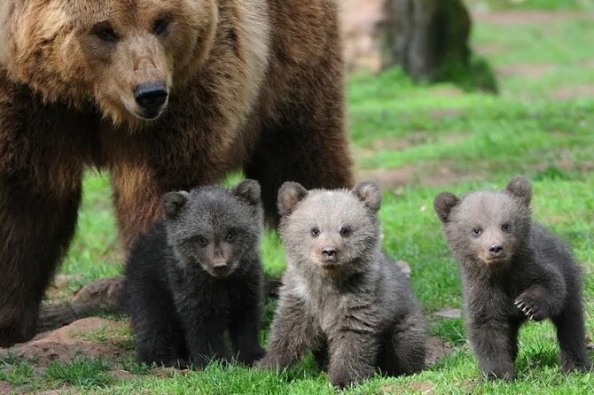 Libearty Bear Sanctuary and Dracula Castle From Brasov - Transportation Options