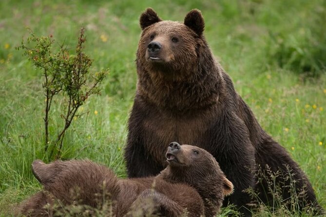 Libearty Bear Sanctuary and Dracula Castle From Brasov - Libearty Bear Sanctuary