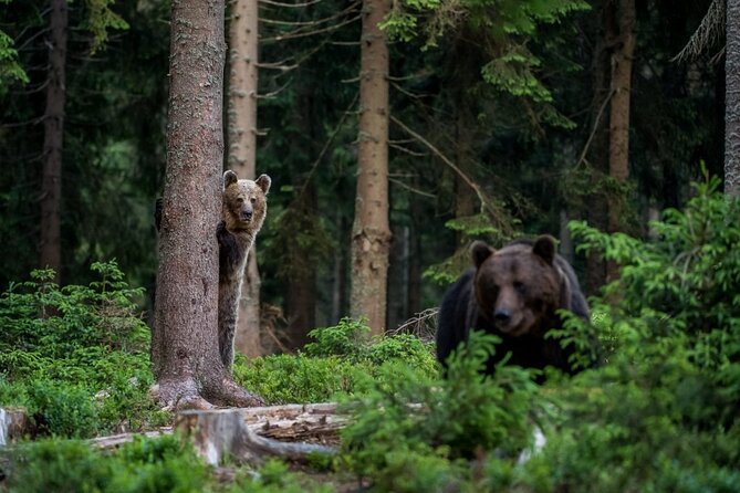 Libearty Bear Sanctuary and Dracula Castle From Brasov - Dracula Castle Exploration