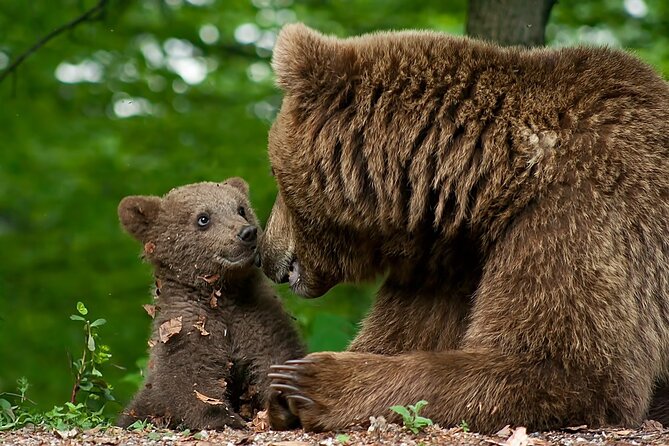Libearty Bear Sanctuary and Dracula Castle From Brasov - Inclusions and Exclusions