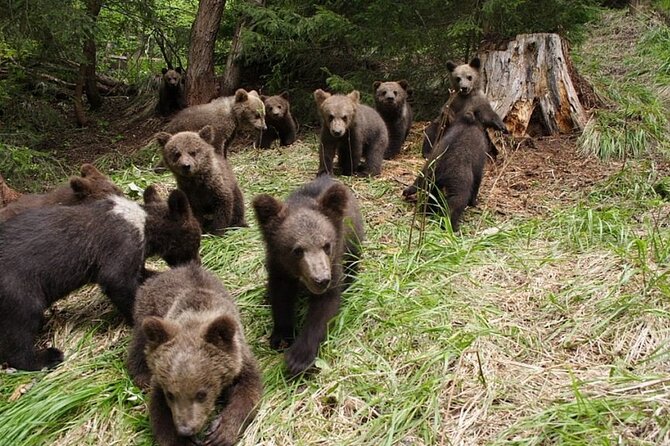 Libearty Bear Sanctuary and Dracula Castle From Brasov - Accessibility and Participation