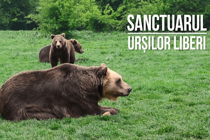 Libearty Bear Sanctuary and Dracula Castle From Brasov - Itinerary and Duration