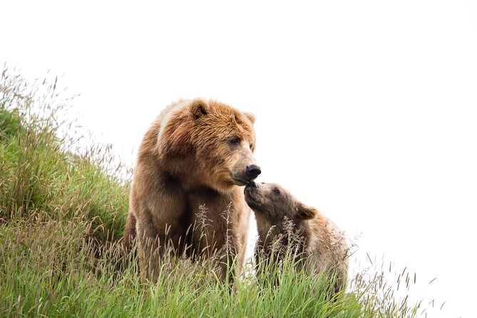 Libearty Bear Sanctuary and Draculas Castle - Day Tour From Bucharest - Observing Rescued Bears