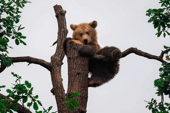 Libearty Brown Bear Sanctuary, Rasnov Fortress, Bran Castle Day Tour From Brasov - Key Attractions