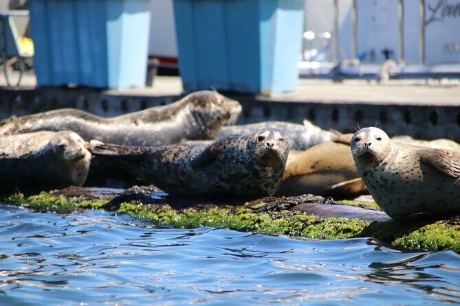 Liberty Bay Wildlife Kayaking - Discovering Liberty Bay Wildlife Kayaking: A Balanced Look
