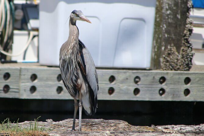 Liberty Bay Wildlife Kayaking - Key Points