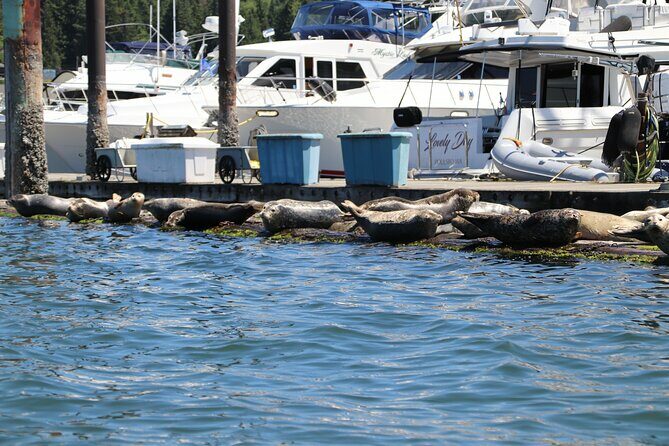 Liberty Bay Wildlife Kayaking - Final Thoughts on Value and Authenticity