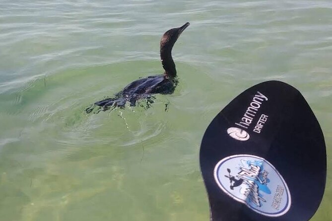 Lido Key Pedal Kayak Tour in Sarasota - Knowledgeable Guides and an Engaging Experience
