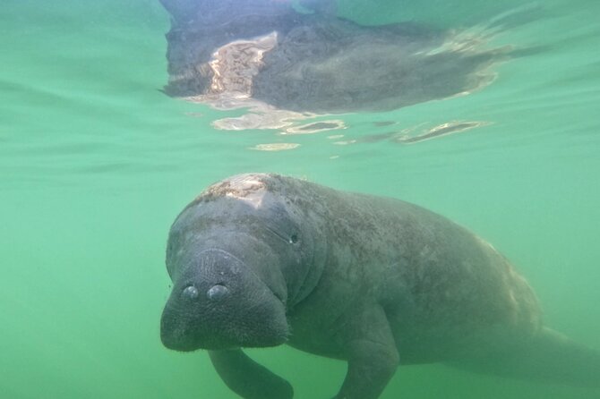 Lido Key Pedal Kayak Tour in Sarasota - Inclusive Tour Offerings