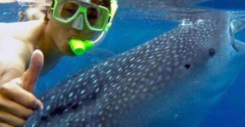 Lila Bohol: Swimming & Whale Shark Watching - Key Points