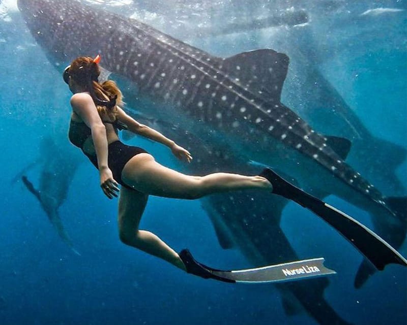 Lila Bohol: Swimming & Whale Shark Watching - Pricing and Booking
