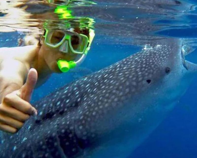 Lila Bohol: Swimming & Whale Shark Watching - Itinerary and Transportation