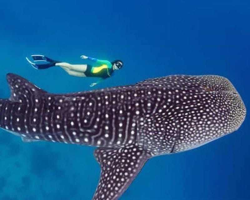 Lila Bohol: Swimming & Whale Shark Watching - Inclusions and Equipment