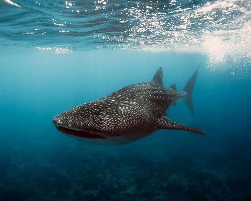 Lila Bohol: Swimming & Whale Shark Watching - Experience the Thrill