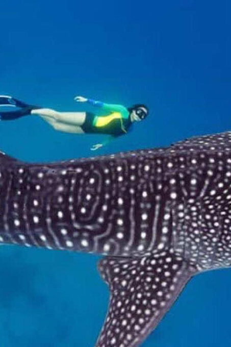 Lila Bohol: Swimming & Whale Shark Watching - Responsible Whale Shark Watching