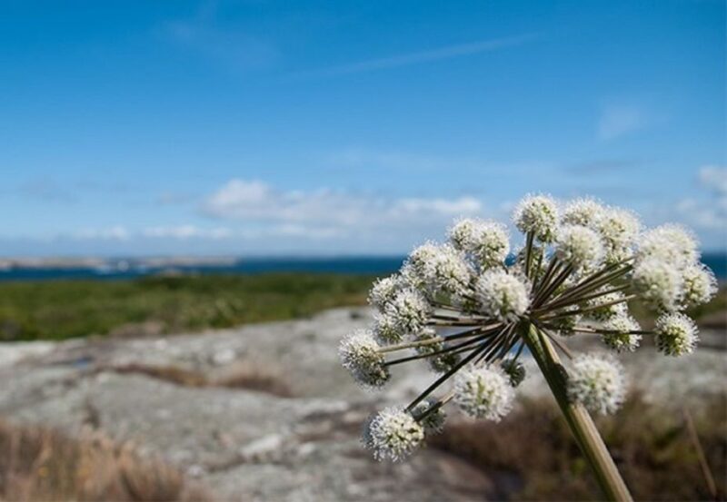 Lilla Bommen: 4-Hour Guided Boat Tour to Vinga Island - Good To Know