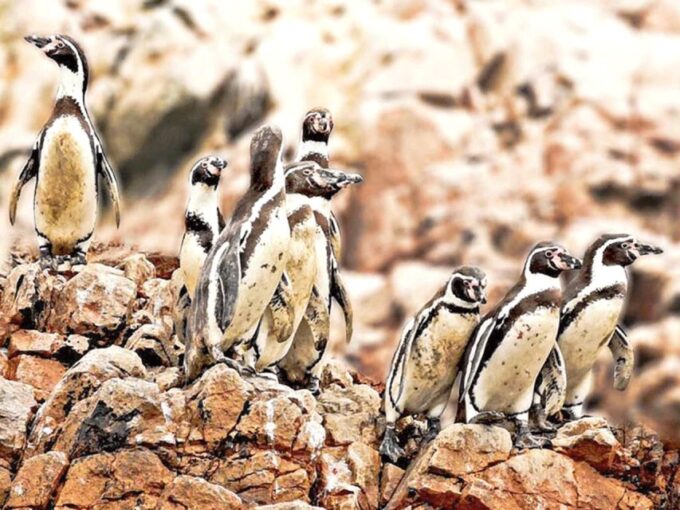 Lima: 3-Day Tour to Paracas, Ballestas Islands & Huacachina - Frequently Asked Questions
