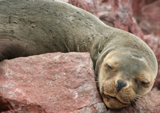 Lima: Ballestas & Huacachina Sunset Day Trip, All-Inclusive - Booking and Cancellation Policy
